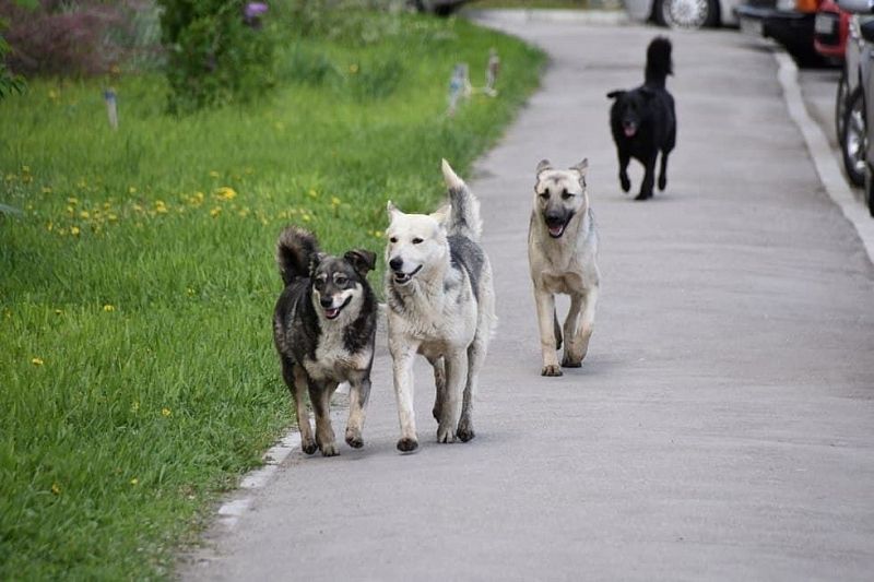 В Краснодаре с начала года стерилизовали 516 собак