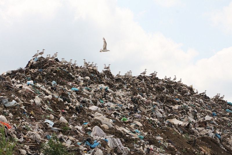Администрация Красноармейского района подала в суд иск на закрытие мусорного полигона