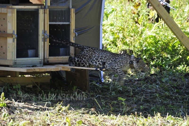 Выпуск переднеазиатских леопардов в дикую природу