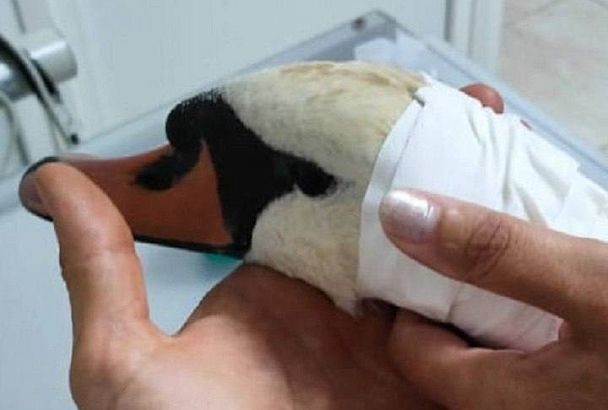 В Горячем Ключе полиция ищет живодера, сломавшего шею лебедю