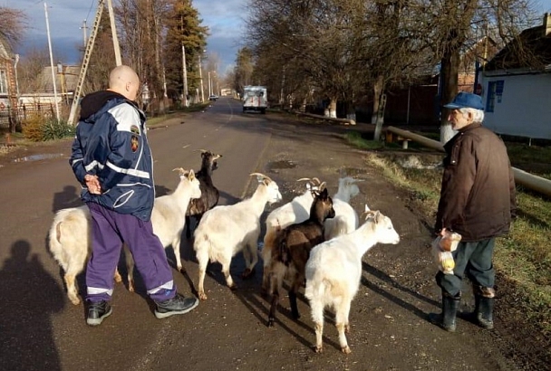 В Краснодарском крае козы спасли пенсионера от переохлаждения