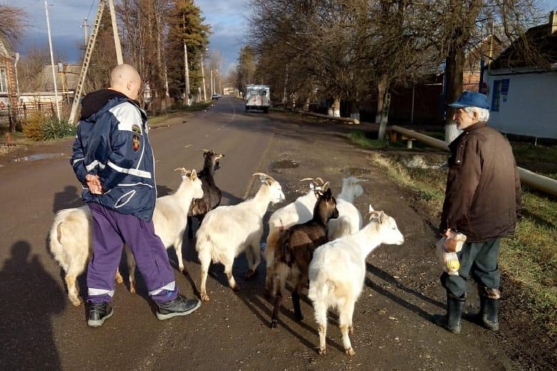 В Краснодарском крае козы спасли пенсионера от переохлаждения