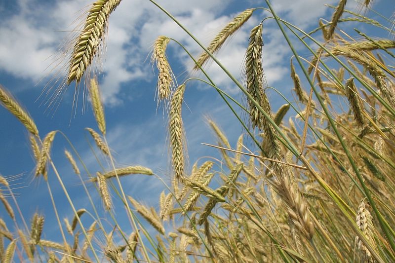 Урожай пшеницы оказался под угрозой