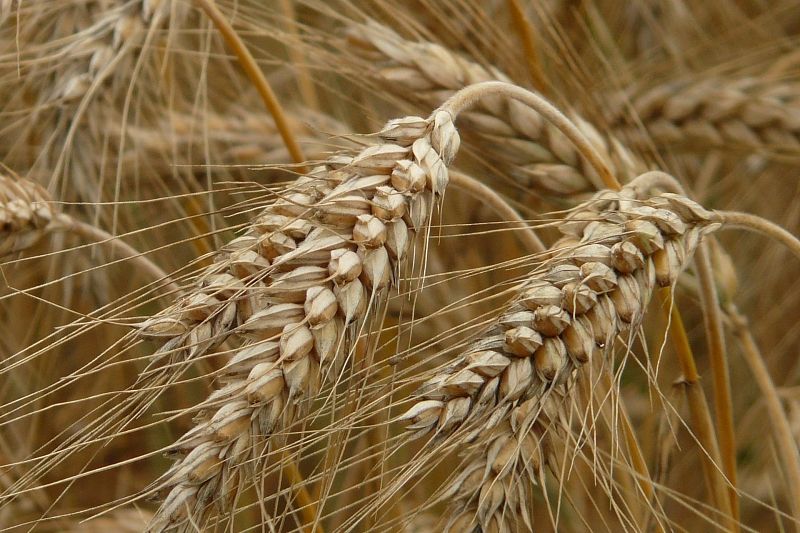 В России запретили экспорт зерновых и сахара