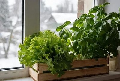 Зимняя зелень: мини-огород на подоконнике – красиво, вкусно, полезно