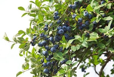 Шпаргалка по выращиванию голубики: секреты успешного культивирования