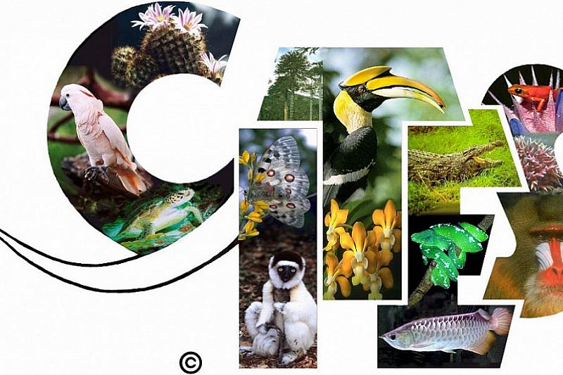 В Сочи эксперты из 150 стран обсуждают защиту редких животных и растений
