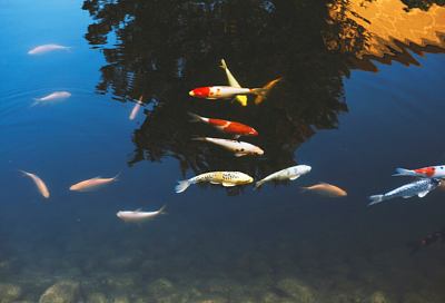 Производство аквакультуры в РФ увеличилось до 393,3 тыс. тонн