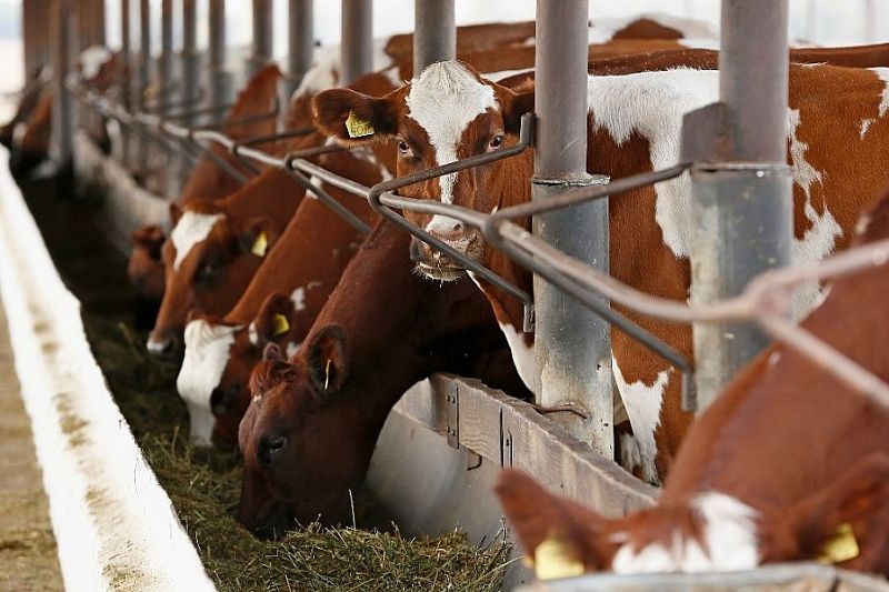 Краснодарский край перевыполнил годовой показатель по экспорту мясо-молочной продукции на 15%