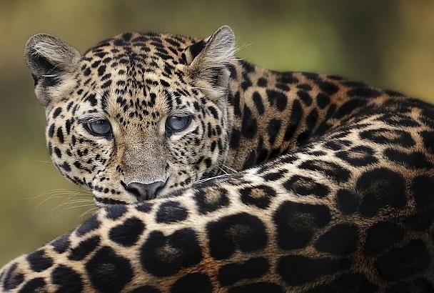 В Анапе выявили сайты, торгующие шкурами леопарда, гепарда и песца 