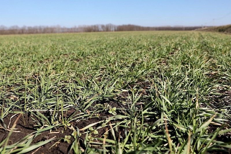 Озимой пшеницей в Краснодарском крае засеяно около 1,6 млн гектаров
