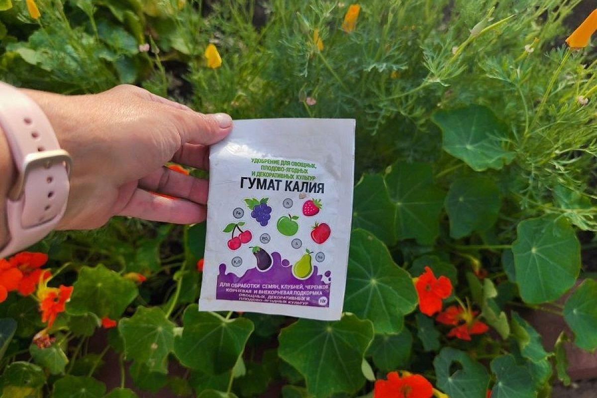 Может увеличить урожай на 50 процентов и заставить растения цвести, как сумасшедшие: зачем нужен летом гумат калия