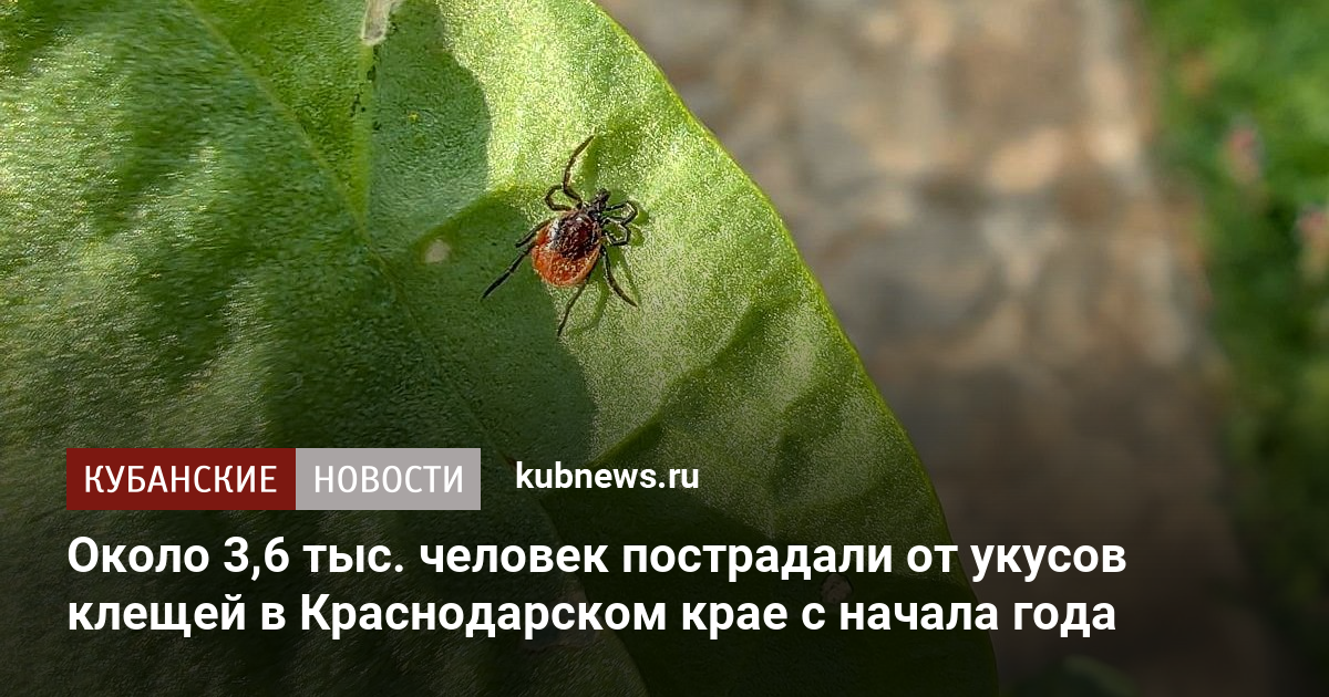 Около 3,6 тыс. человек пострадали от укусов клещей в Краснодарском крае с начала года
