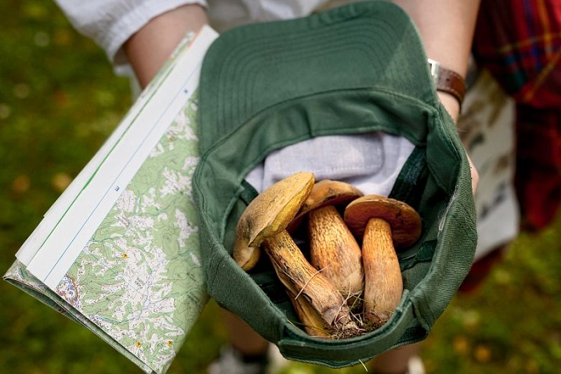 Как правильно подготовиться к «тихой охоте» в лесу: правила сбора грибов, которые могут спасти жизнь
