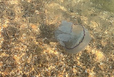 Ученые сообщили, у каких пляжей Азовского моря больше всего медуз