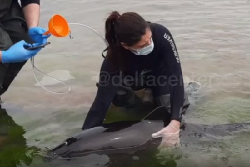 Волонтеры сутки выхаживали ослабленного дельфина в море под Геленджиком