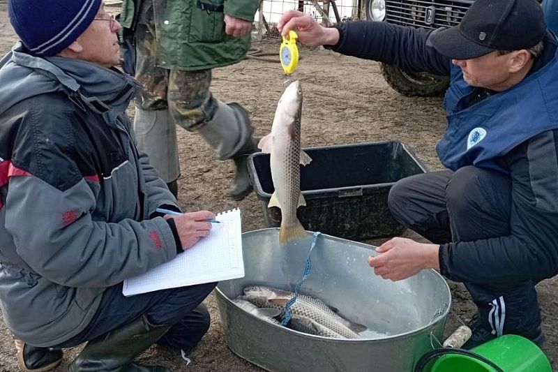 Ученые исследуют популяцию пиленгаса в реке Протока Краснодарского края