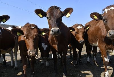 Стабильный рост: как развивается животноводство Каневского района