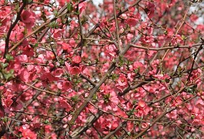 Жители Краснодарского края активно выбирают длительные поездки в период цветения