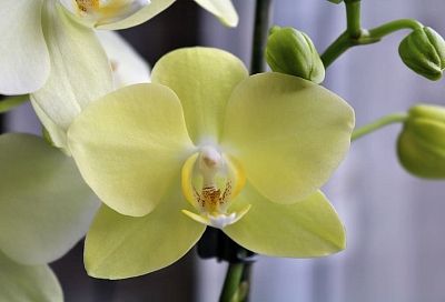 Как заставить орхидею снова радовать вас цветением: простой рецепт с использованием обычного сахара, который преобразит ваше растение