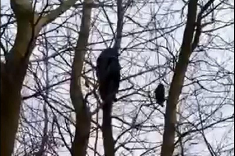 В Краснодарском крае спасатели устроили операцию ради застрявшего на дереве енота (видео)
