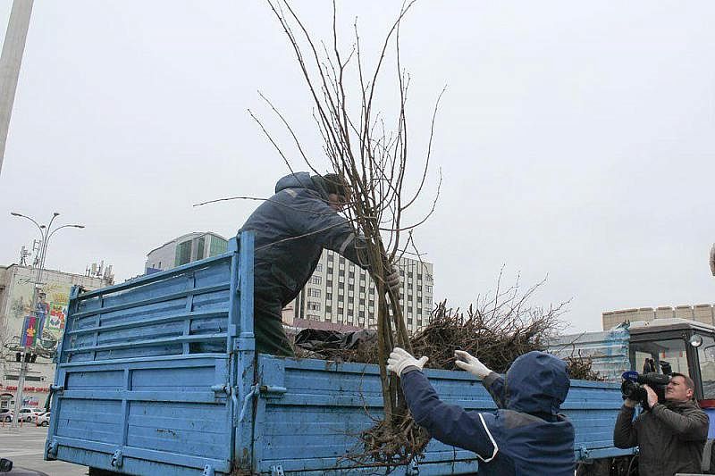 Акция «Любишь свой город — посади дерево!» началась в Краснодаре