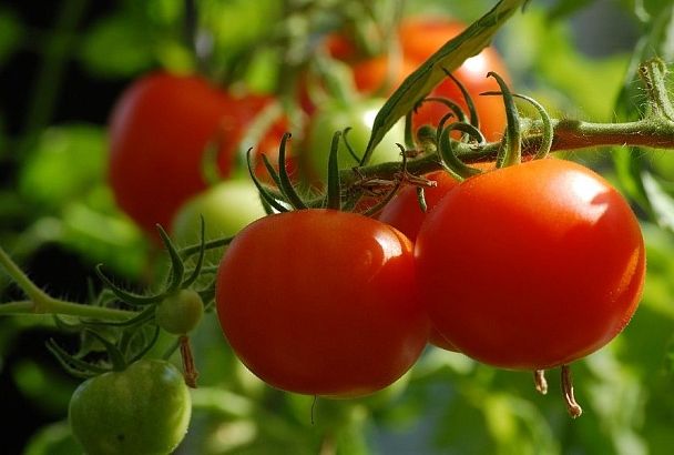 Помидоры – как сахар: аптечное средство, которое делает томаты вкусными