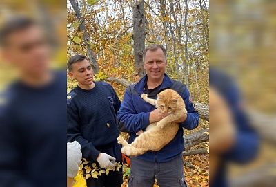 Загнали шакалы: в Новороссийске спасатели сняли просидевшего 4 дня на дереве кота