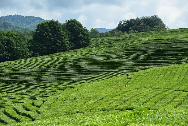 В Краснодарском крае планируют увеличить урожай чая на 40%