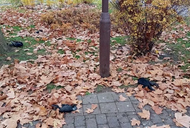 Десятки ворон и фазанов в Краснодарском крае погибли из-за отравления