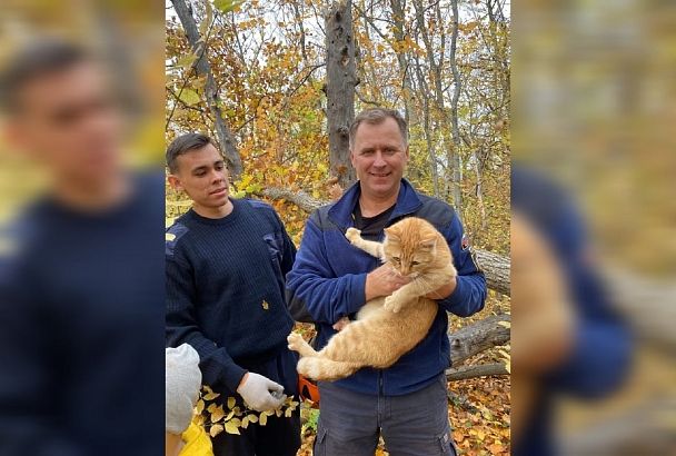Загнали шакалы: в Новороссийске спасатели сняли просидевшего 4 дня на дереве кота