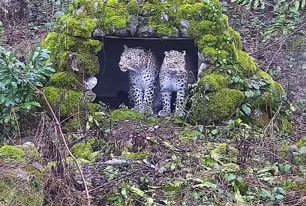 Двух молодых леопардов из Сочинского нацпарка подготовили к выпуску в дикую природу