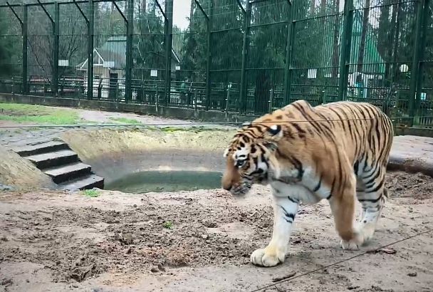 Изъятая в Краснодарском крае амурская тигрица переехала в зоосад Деда Мороза