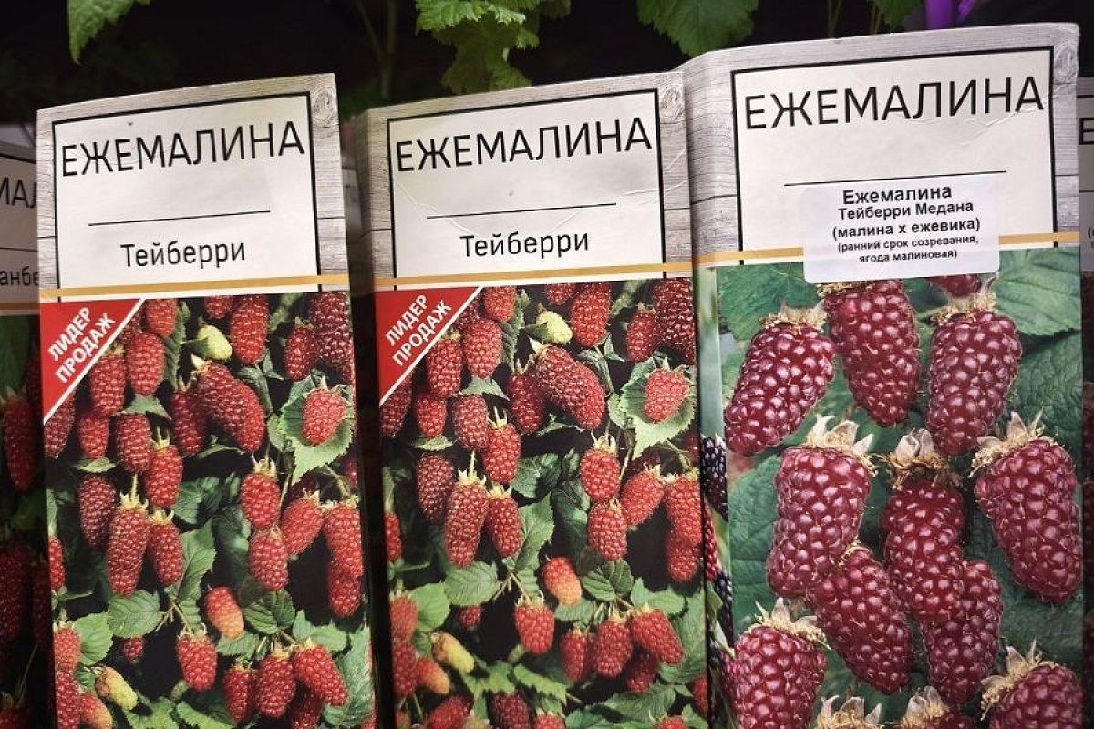Посадить ежемалину: у этой уникальной ягоды масса замечательных свойств