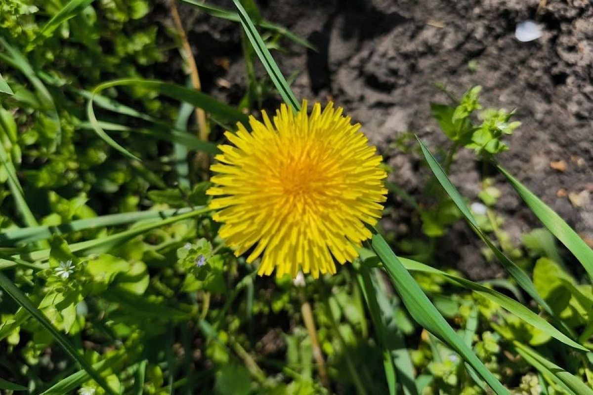 Зеленое удобрение вместо химии: сделать легче легкого, при этом масса пользы для огорода, а расходов ноль