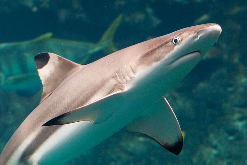 В Геленджике обанкротившийся океанариум продает акулу за 28,7 тысяч рублей