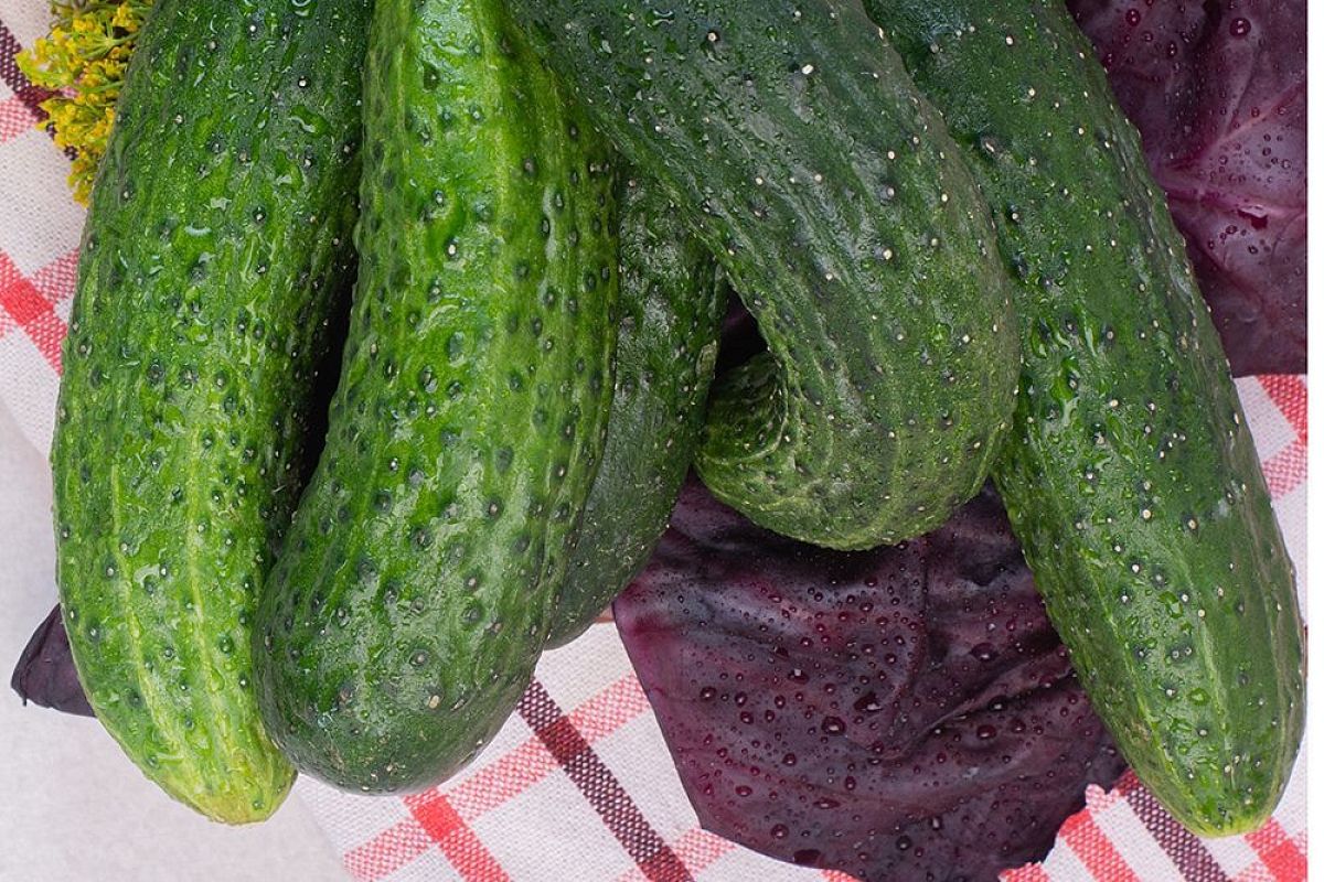 Почему огурцы растут крючком: причины и экстренное спасение урожая