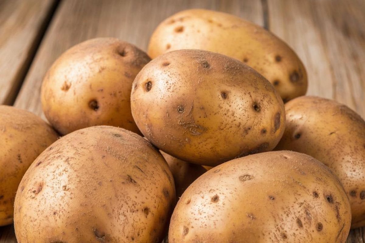 Картофель «Стоун»: урожай мешками и вкус, за который его полюбили хозяйки