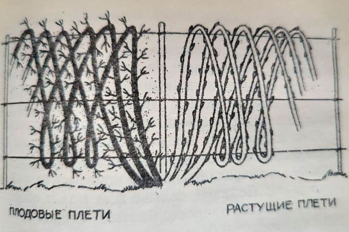 Наматываю плети ежевики на шпалере так – и с помощью этого приема формирую кусты, с которых собираю урожай крупных ягод, не царапая кожу, а раньше мучился с ними и проливал кровь