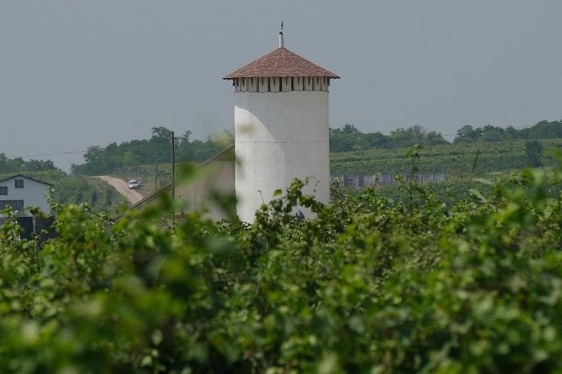 Традиционно вино делается там, где растет виноград