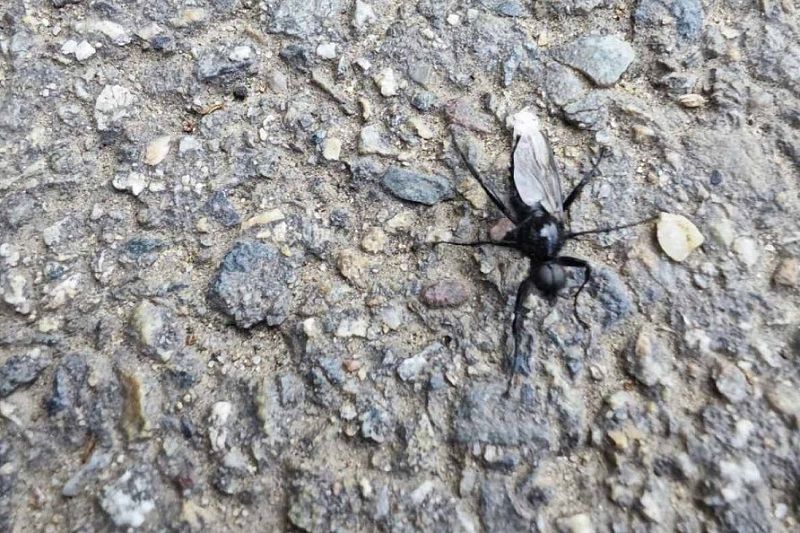 Больно кусаются: Краснодарский край атаковали черные насекомые