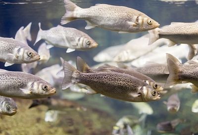 Российские ученые предложили использовать ферменты рыб для мониторинга загрязнения пресноводных водоемов