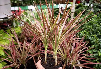 Драцена без «лысого» ствола: пересадка, размножение и омоложение круглый год