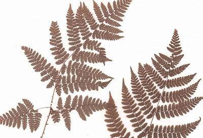 Три новых вида папоротника обнаружены в Сочи