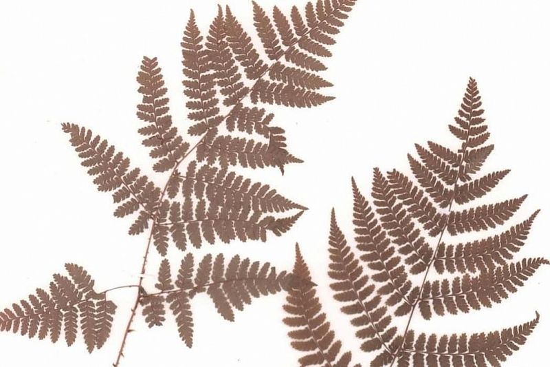 Три новых вида папоротника обнаружены в Сочи