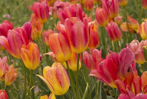 Отцвели, но не забыты: правила ухода за тюльпанами должен знать каждый цветовод