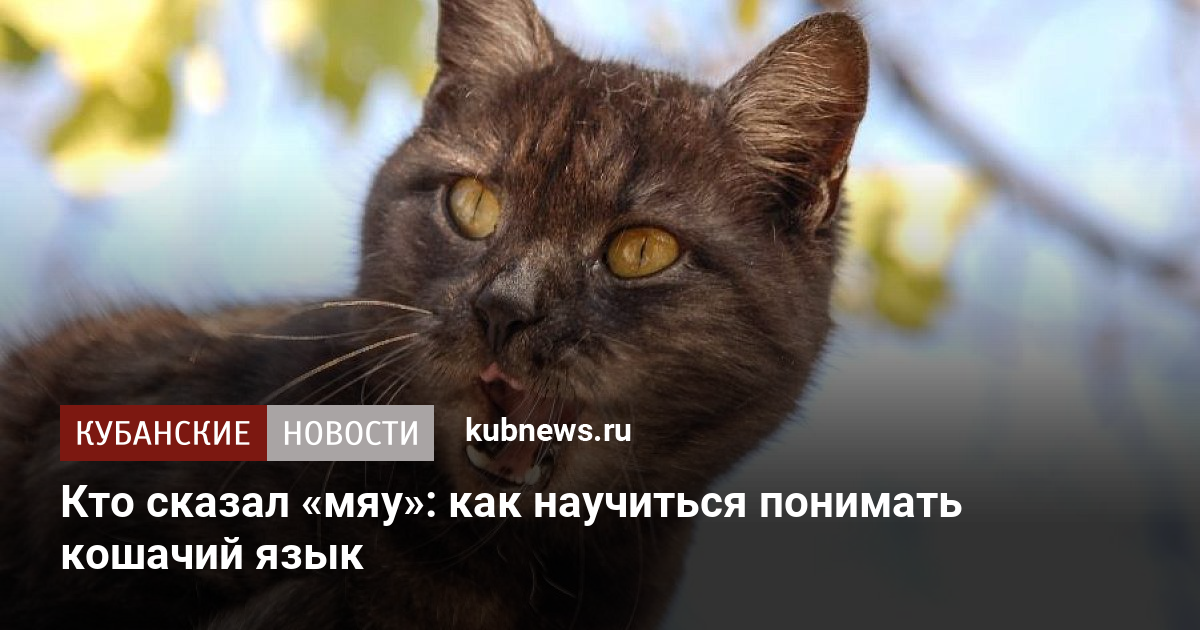 Кошачий язык мяу