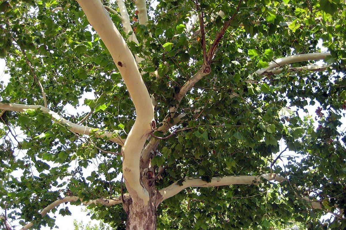 Карантин по платановой кружевнице в Анапе: как спасти деревья от вредителя до конца августа