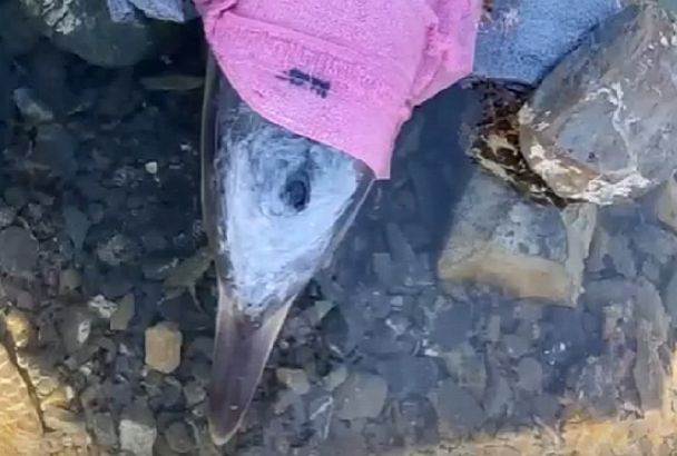 В Анапе волонтерам не удалось спасти дельфиненка