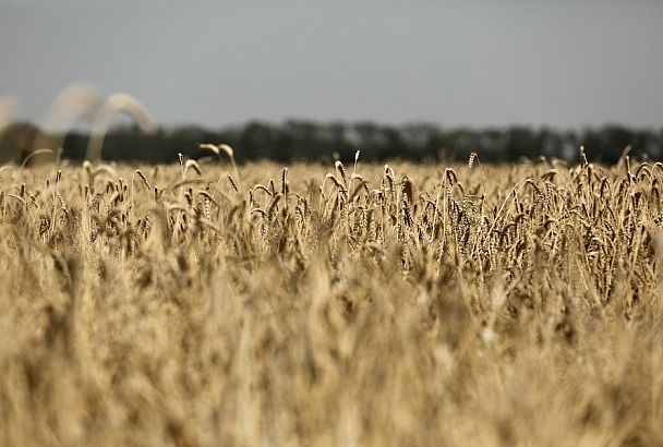 Озимую пшеницу в Краснодарском крае уберут с площади 1,6 млн гектаров